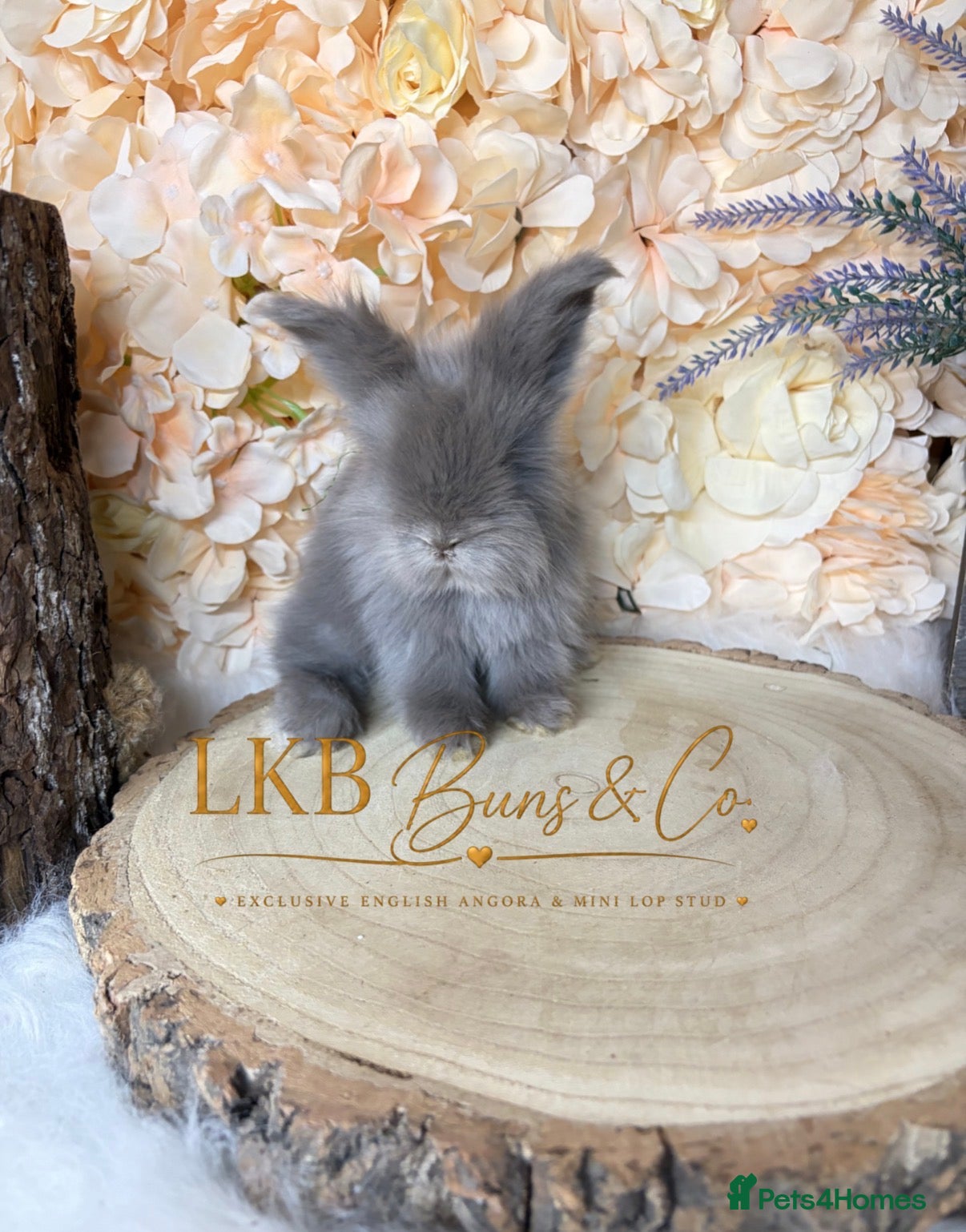 Angora rabbits 🌟 PEDIGREE ENGLISH ANGORA 🌟 - Advert 2
