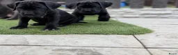 Cane Corso dogs for sale: 🐾 1 BOY LEFT CANE CORSO PUPPIES🐾 - Advert 16