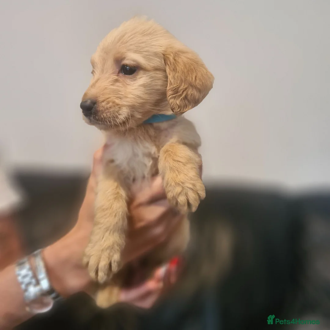Labradoodle dogs for sale: Labradoodles  - Advert 2