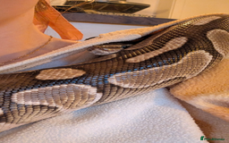 Python Snake reptiles for sale: Butter royal/ball python  - Image 2