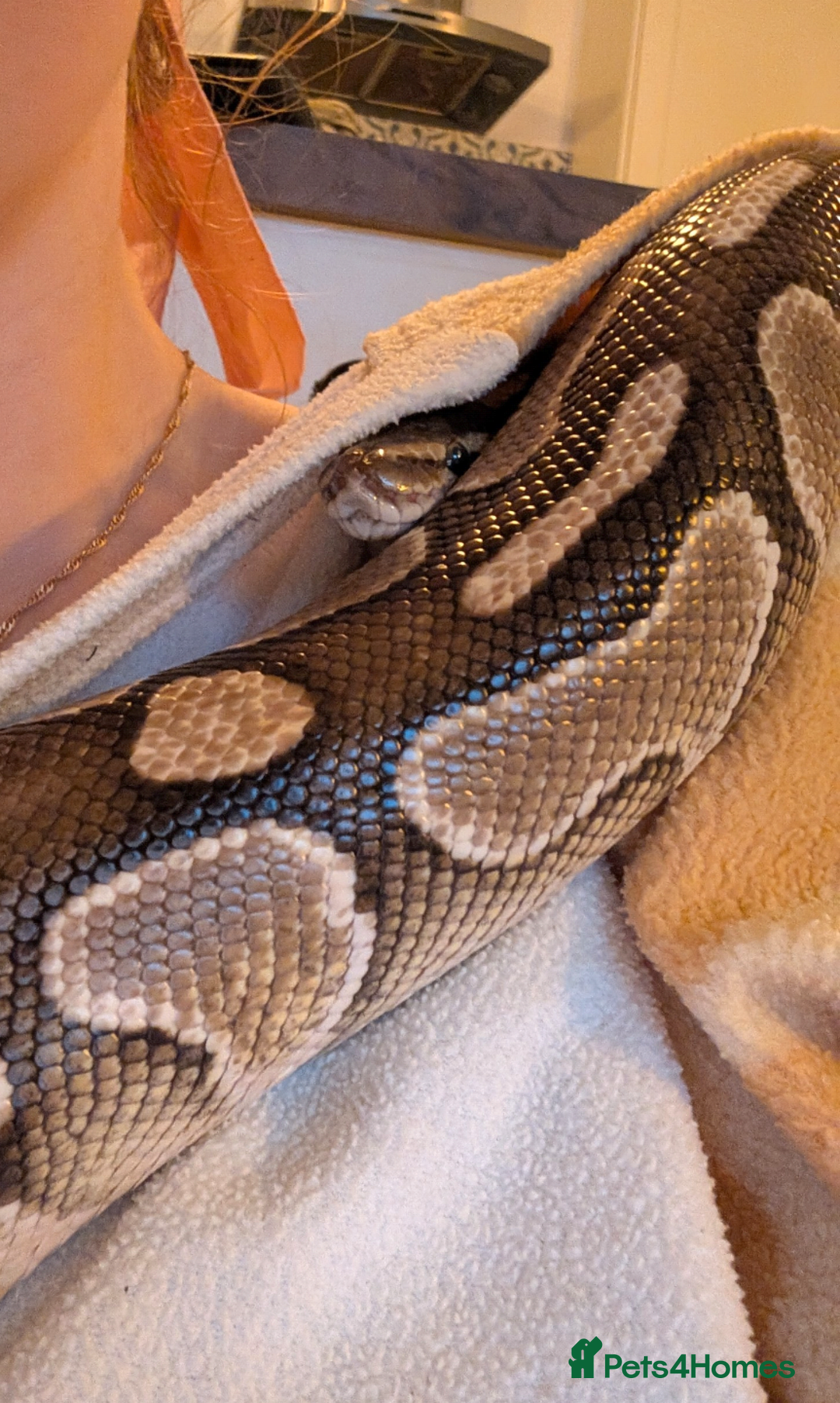 Python Snake reptiles for sale: Butter royal/ball python  - Image 2