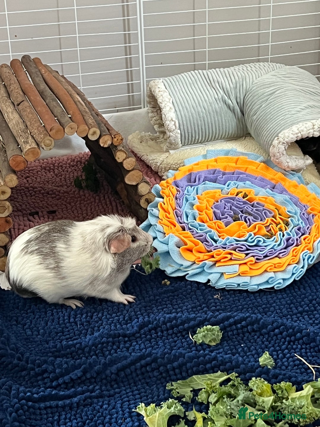 Guinea Pig rodents for sale: Indoor cage with two male Guinea Pigs - Image 3