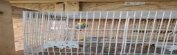 Budgerigars birds for sale: Rainbow budgies for sale - Advert 4