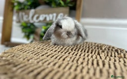 Mini Lop rabbits for sale: Litter of mini lop babies  - Image 12