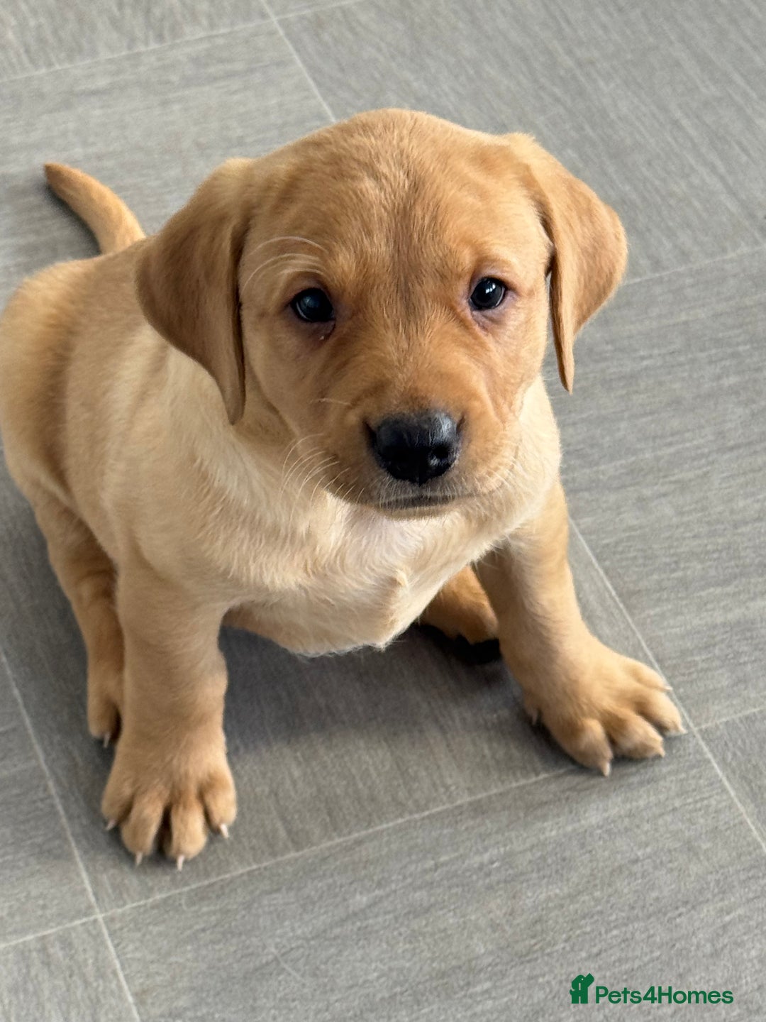 Labrador Retriever dogs for sale: Amazing KC Labradors fully health tested parents  - Advert 13