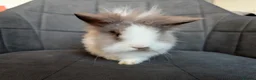 Lionhead rabbits for sale: Beautiful Double-maned Lionhead Rabbits for Sale - Advert 11