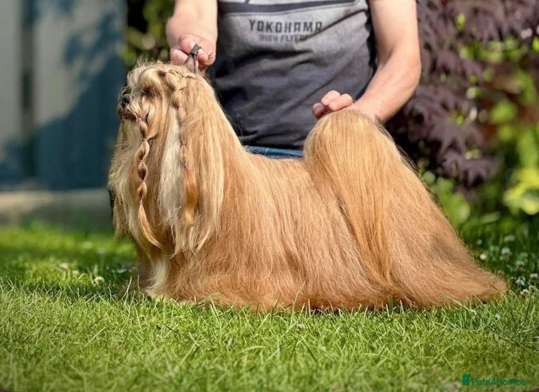 Lhasa Apso dogs for sale: Stunning happy male pup - Advert 2