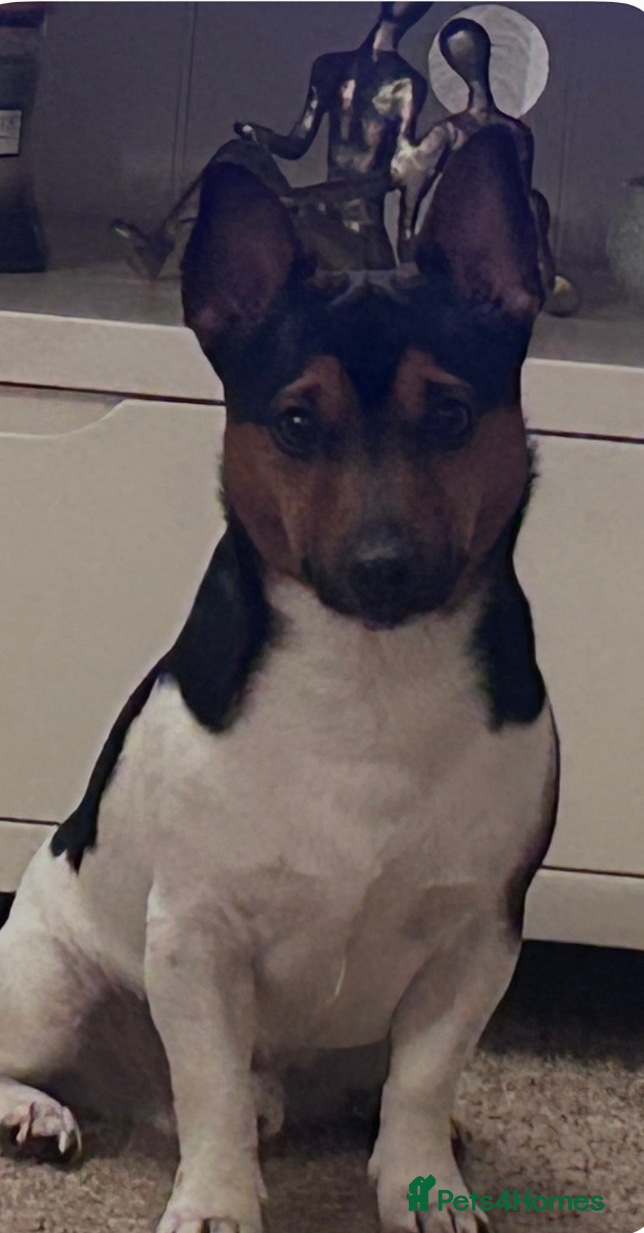 Jack Russell dogs for sale: Handsome Jack Russell boy  - Advert 1