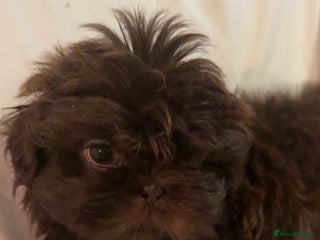 Shih Tzu dogs Shih Tzu Puppy’s - Advert 8