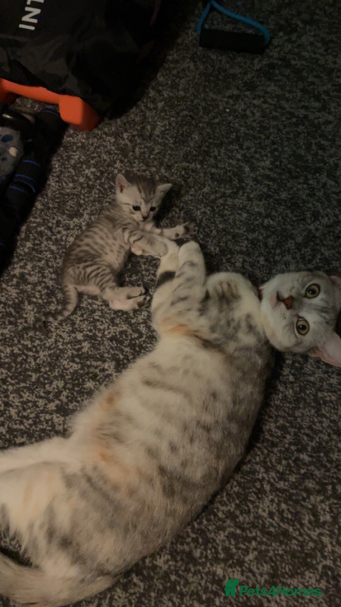 British Shorthair cats 4 beautiful British shorthair mixes.  - Advert 1