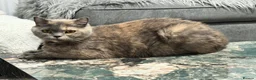 British Shorthair cats for sale: GCCF registered beautiful tortoise female  - Advert 2