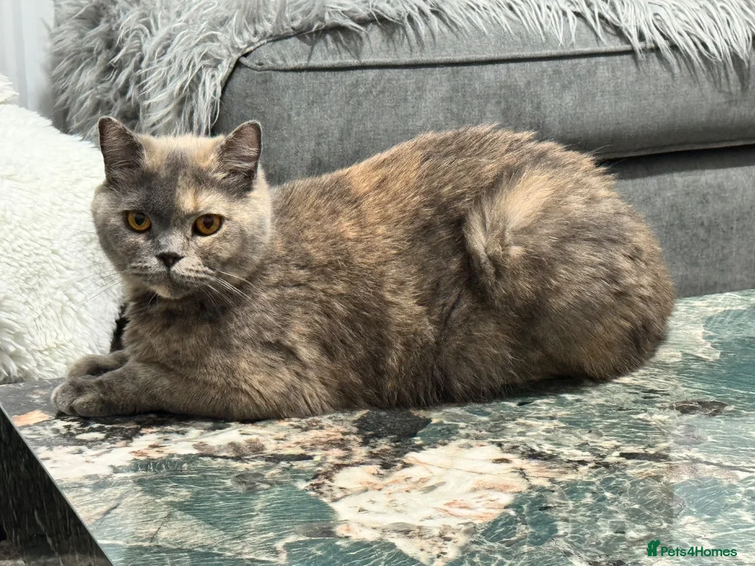 British Shorthair cats for sale: GCCF registered beautiful tortoise female  - Advert 2