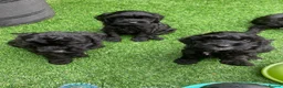 Cockapoo dogs for sale: Super cute 2 Tiny Female Cockapoo Pups - Advert 17