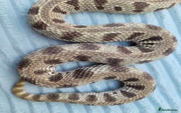 Snake reptiles for sale: Western hognose snakes available  - Image 9
