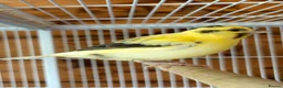Canaries birds for sale: Canaries - mixed colours  - Advert 7