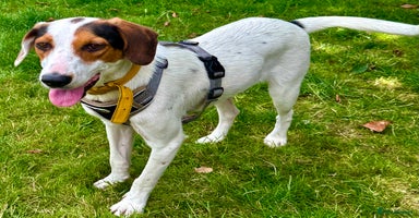 Foxhound dogs - Advert 4