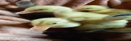 Ducks poultry for sale: Mixed Ducklings for Sale - Advert 3