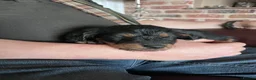 Mixed Breed dogs for sale: Delightful Double Doodles  in Crewe - Advert 11