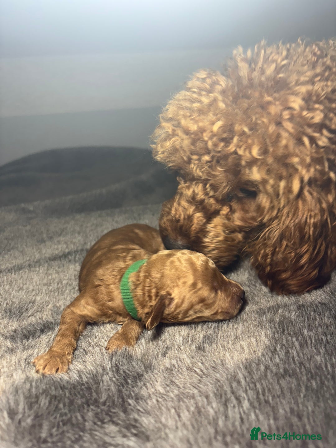 Miniature Poodle dogs for sale: Gorgeous apricot miniature poodle puppies - Image 13