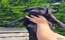 Labrador Retriever dogs for sale: Labrador puppies  - Image 11