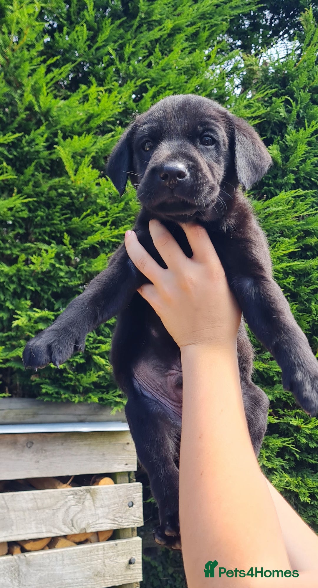 Labrador Retriever dogs for sale: Labrador puppies  - Image 11