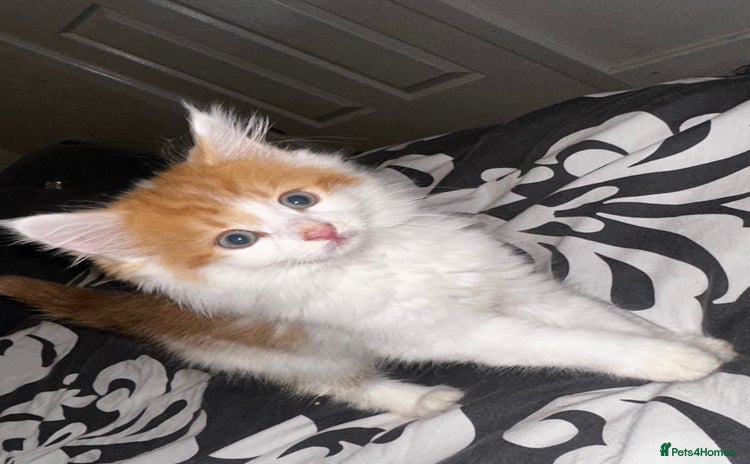 Domestic Shorthair cats for sale - Advert 1