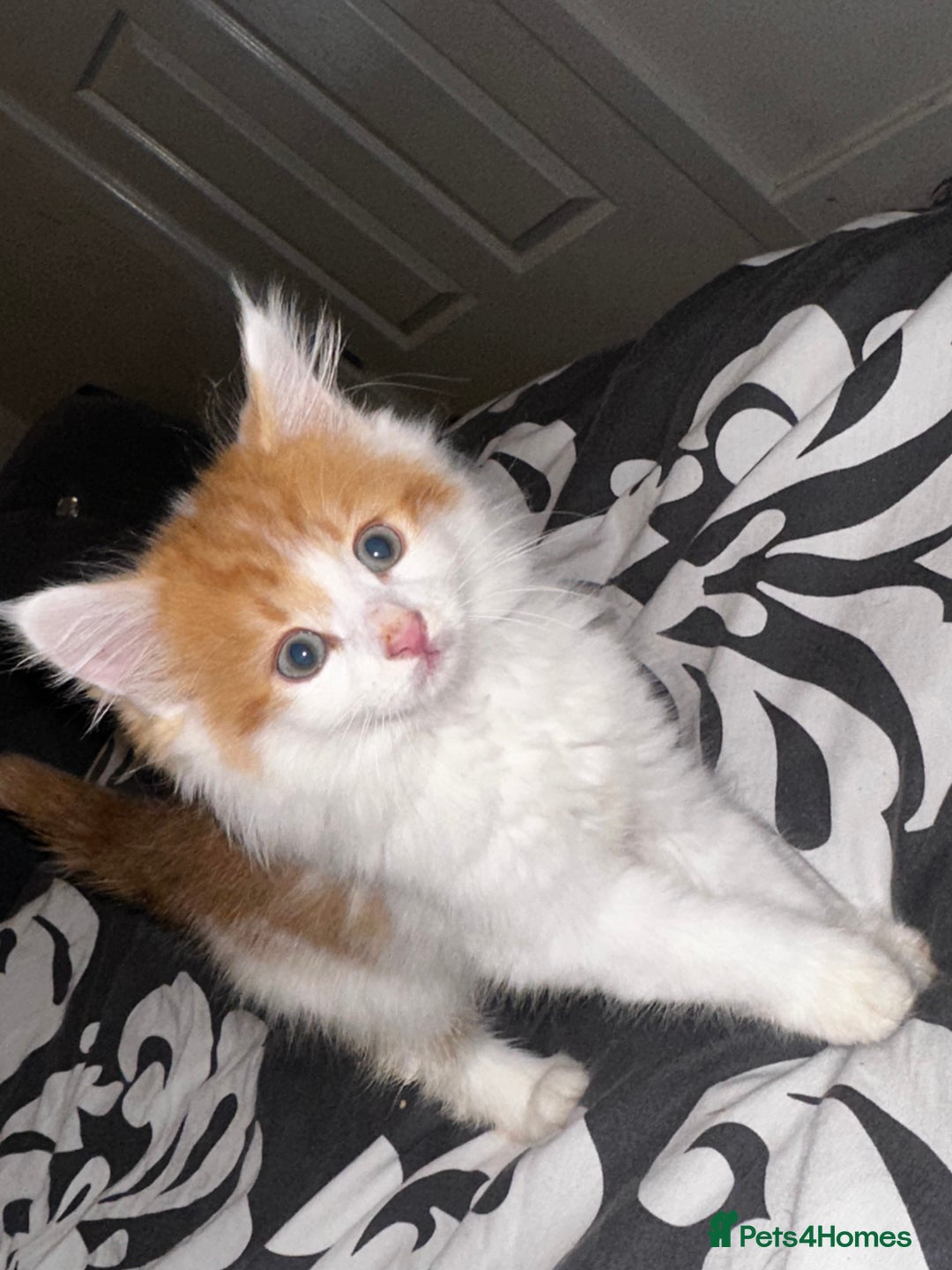 Domestic Shorthair cats for sale: Domestic shorthair kittens - Image 1
