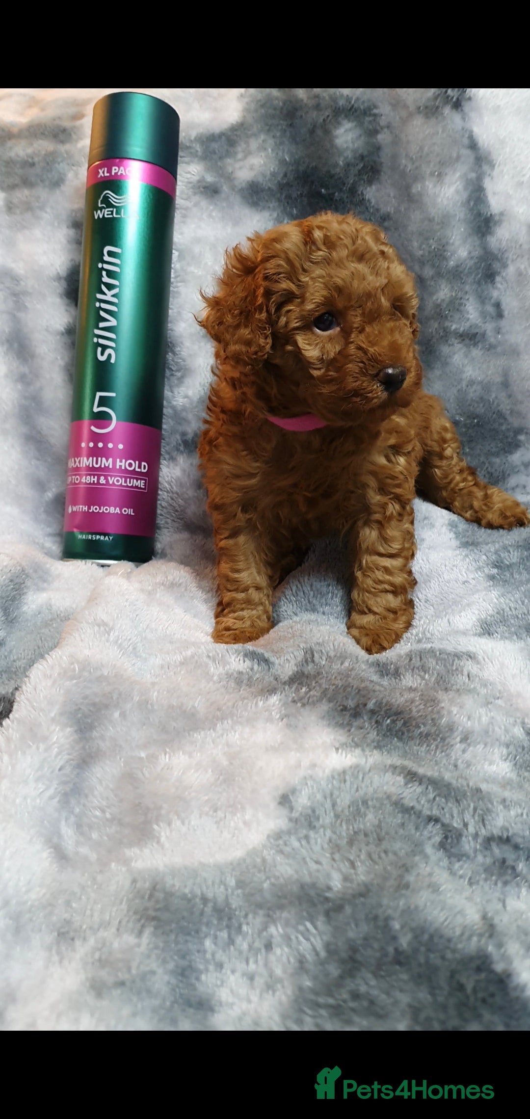 Toy Poodle dogs for sale: ASIAN CHAMPION lineage, KC registered Toy Poodles - Advert 10