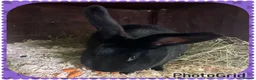 Continental Giant rabbits for sale: Neutered Bonded pair continental giants - Advert 2