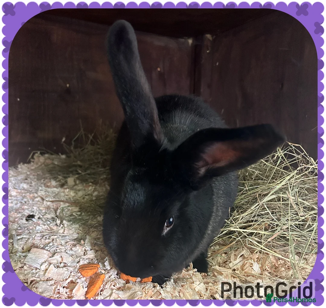 Continental Giant rabbits for sale: Neutered Bonded pair continental giants - Advert 2