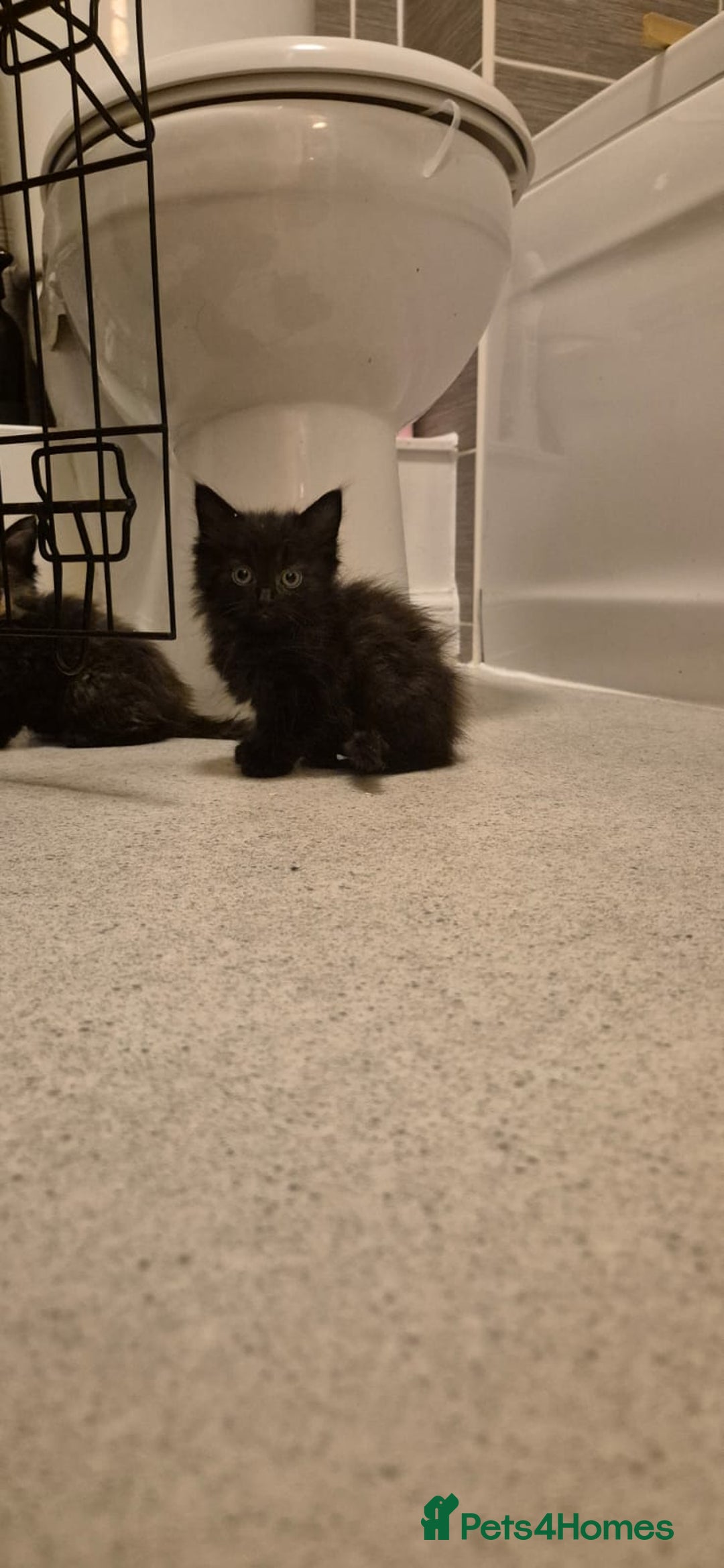 Domestic Shorthair cats for sale: 3 kittens for sale - ready to go! - Image 4