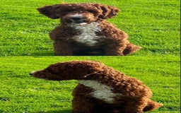 Labradoodle dogs for sale: Mini Red Labradoodle 🧬 clear  - Image 17