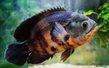 Cichlids fish Pair of Tiger Oscars - Advert 1