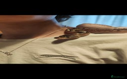 Snake reptiles for sale: Cinnamon Mojave pastel het pied royal python  - Image 1