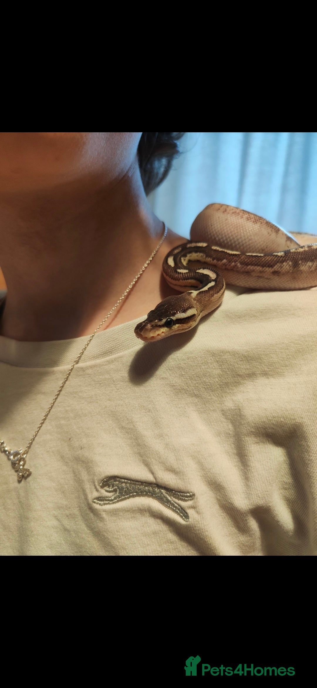 Snake reptiles for sale: Cinnamon Mojave pastel het pied royal python  - Image 1