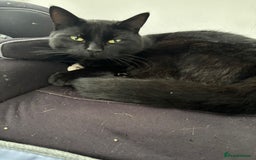 Ragdoll cats for sale: Sooty 1 year old male cat - Image 3