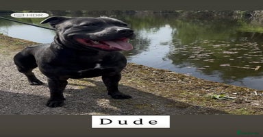 Staffordshire Bull Terrier dogs - Advert 3
