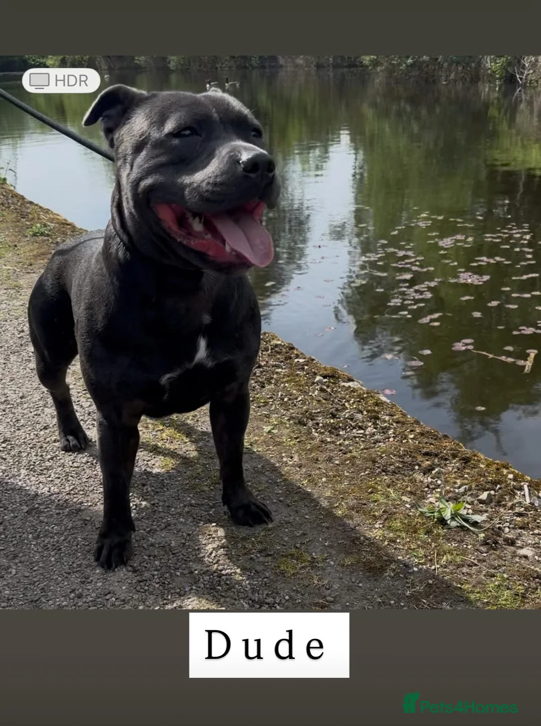 Staffordshire Bull Terrier dogs for stud: Proven Stud Dog Blue Staffordshire Bull Terrier  - Advert 4