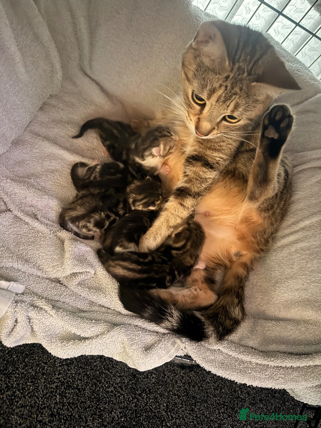 Domestic Shorthair cats for sale: Gorgeous Tabby & White Kittens – Ready Now! - Advert 10
