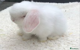 Mini Lop rabbits for sale: Mini lop buck - Image 4