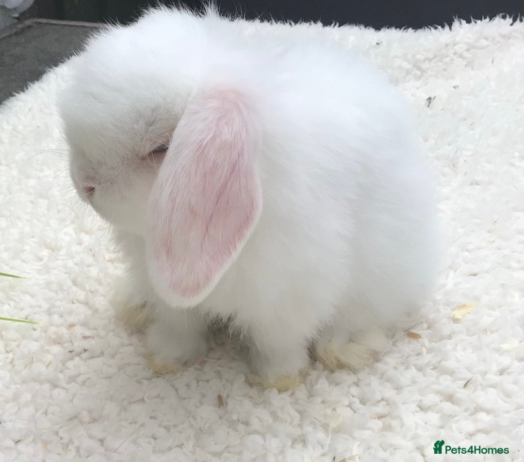 Mini Lop rabbits for sale: Mini lop buck - Image 4