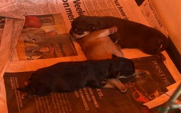 Chorkie dogs for sale: Chorkies - Advert 7