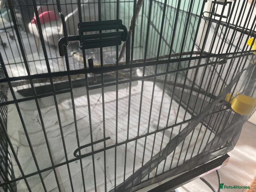 Canaries birds for sale: Canaries as a pair for sale - Advert 7