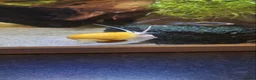 Snails fish for sale: Breeding Adult Gold Mystery Snails - Advert 1