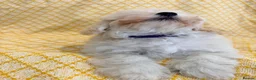 Maltipoo dogs for sale: Beautiful heath tested f1 Malitpoo babies  - Advert 8
