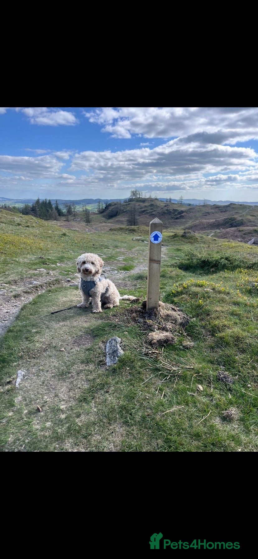Cavapoo dogs Female Cavapoo for rehoming - Advert 3