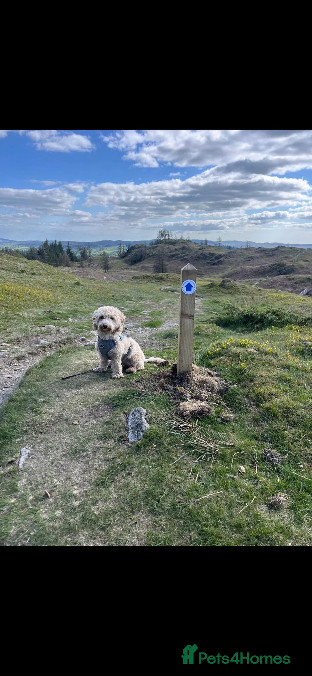 Cavapoo dogs for sale: Female Cavapoo for rehoming - Advert 1