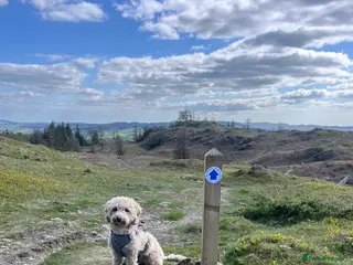 Cavapoo dogs Female Cavapoo for rehoming - Advert 3