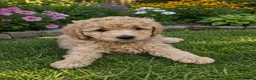 Labradoodle dogs for sale: Multi generation miniature Labradoodle - Advert 35
