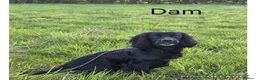 Cocker Spaniel dogs for sale: Working lines Boy Cocker Puppy  - Advert 6